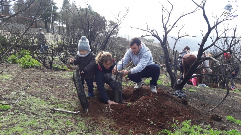 3-Reforestacion-con-voluntarios-del-proyecto-LIFE-Pinzon-MARZO-2018