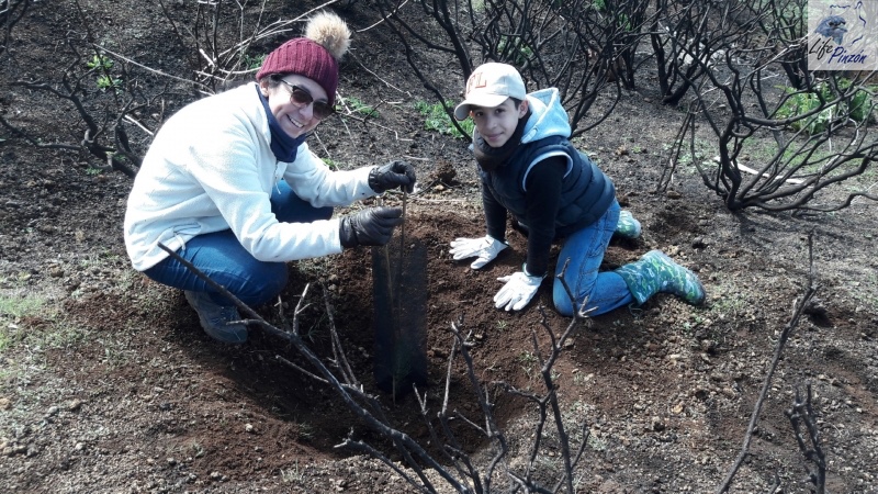 6-Reforestacion-con-voluntarios-del-proyecto-LIFE-Pinzon-MARZO-2018