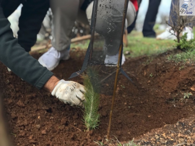 9-Reforestacion-con-voluntarios-del-proyecto-LIFE-Pinzon-MARZO-2018