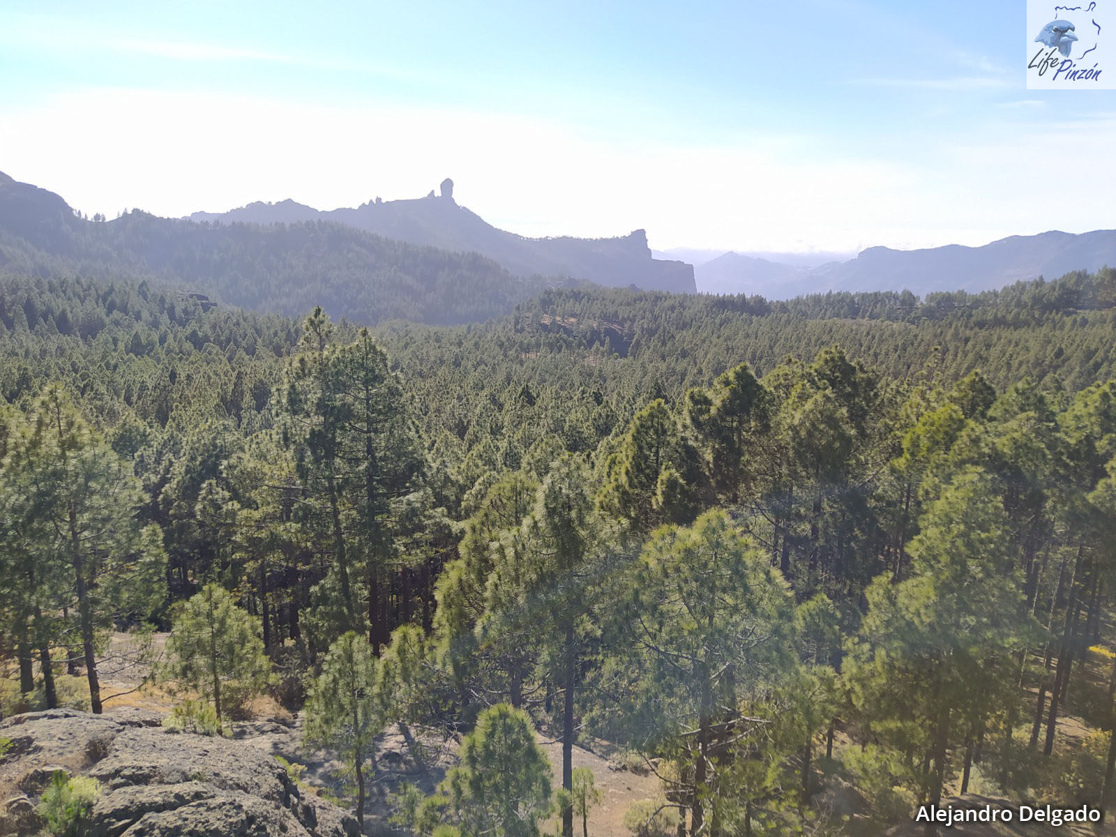 3. Vistas generales del entorno de los pinares de La Cumbre (©A. Delgado-SEOBirdLife)