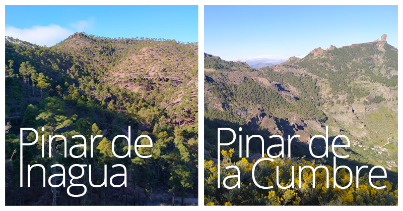 ¿Dónde vive el pinzón azul de Gran Canaria?